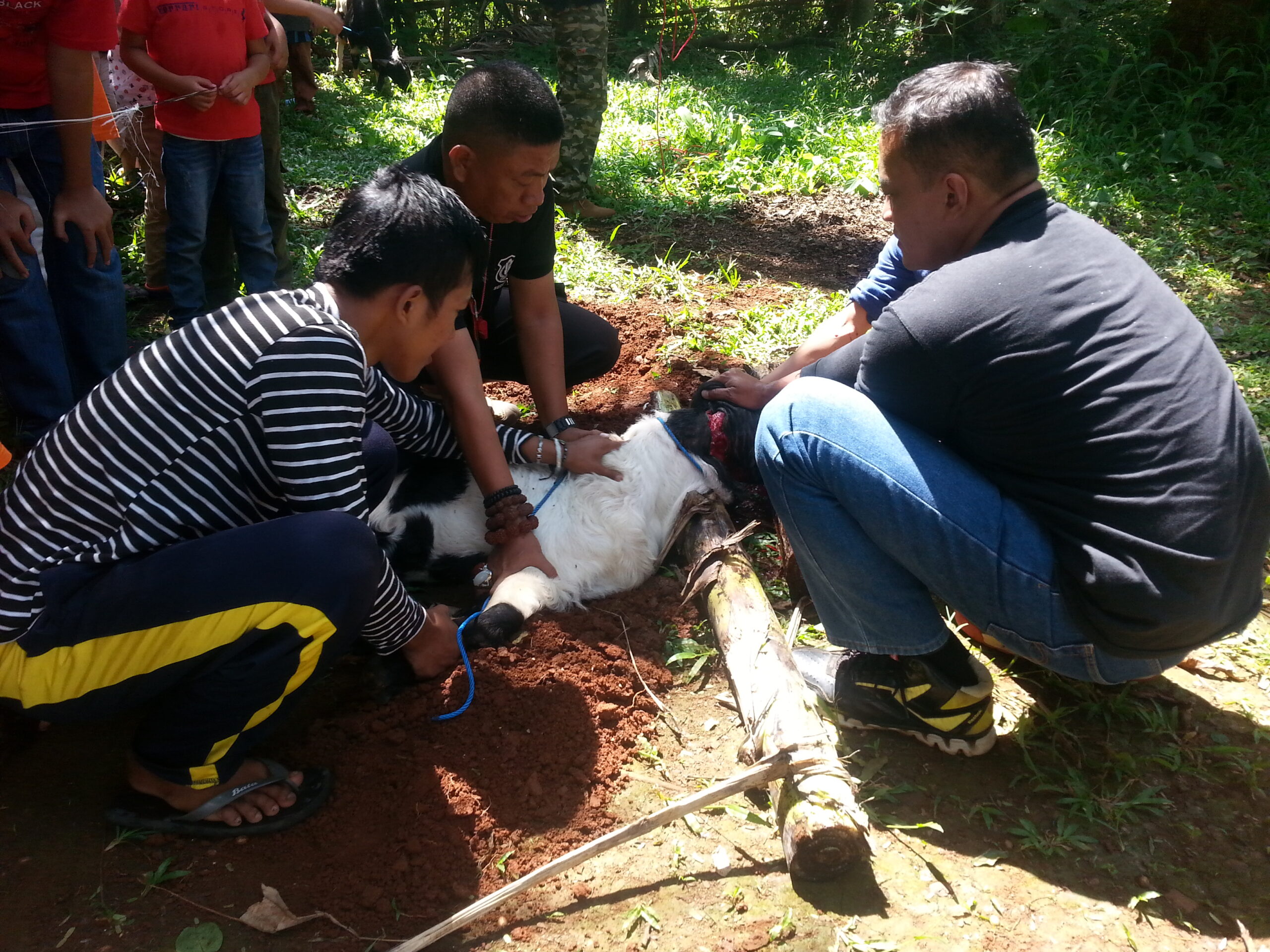 You are currently viewing Penyembelihan Hewan Qurban, Selasa 13 September 2016